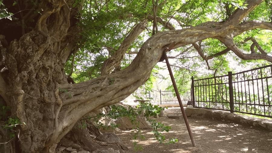 Pteroceltis tatarinowii bark