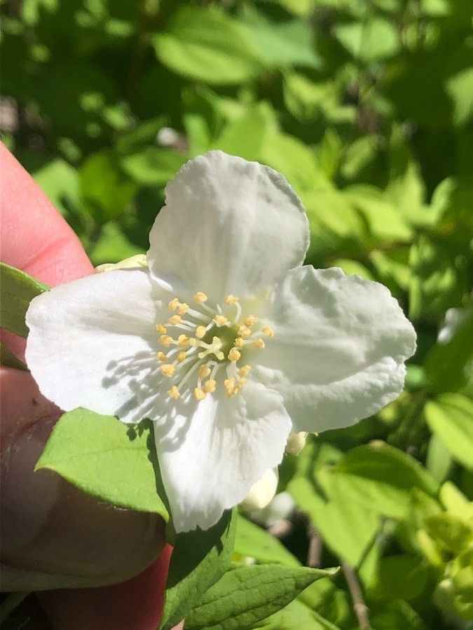 Philadelphus microphyllus flower