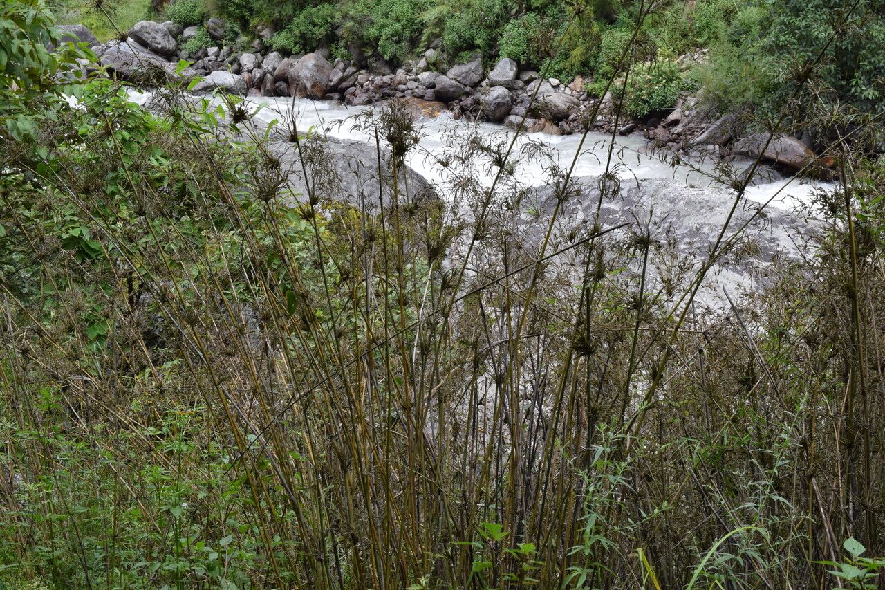 Yushania maling habit