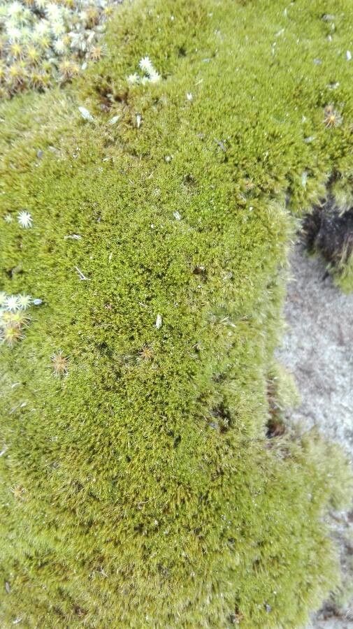 Lemna aequinoctialis bark