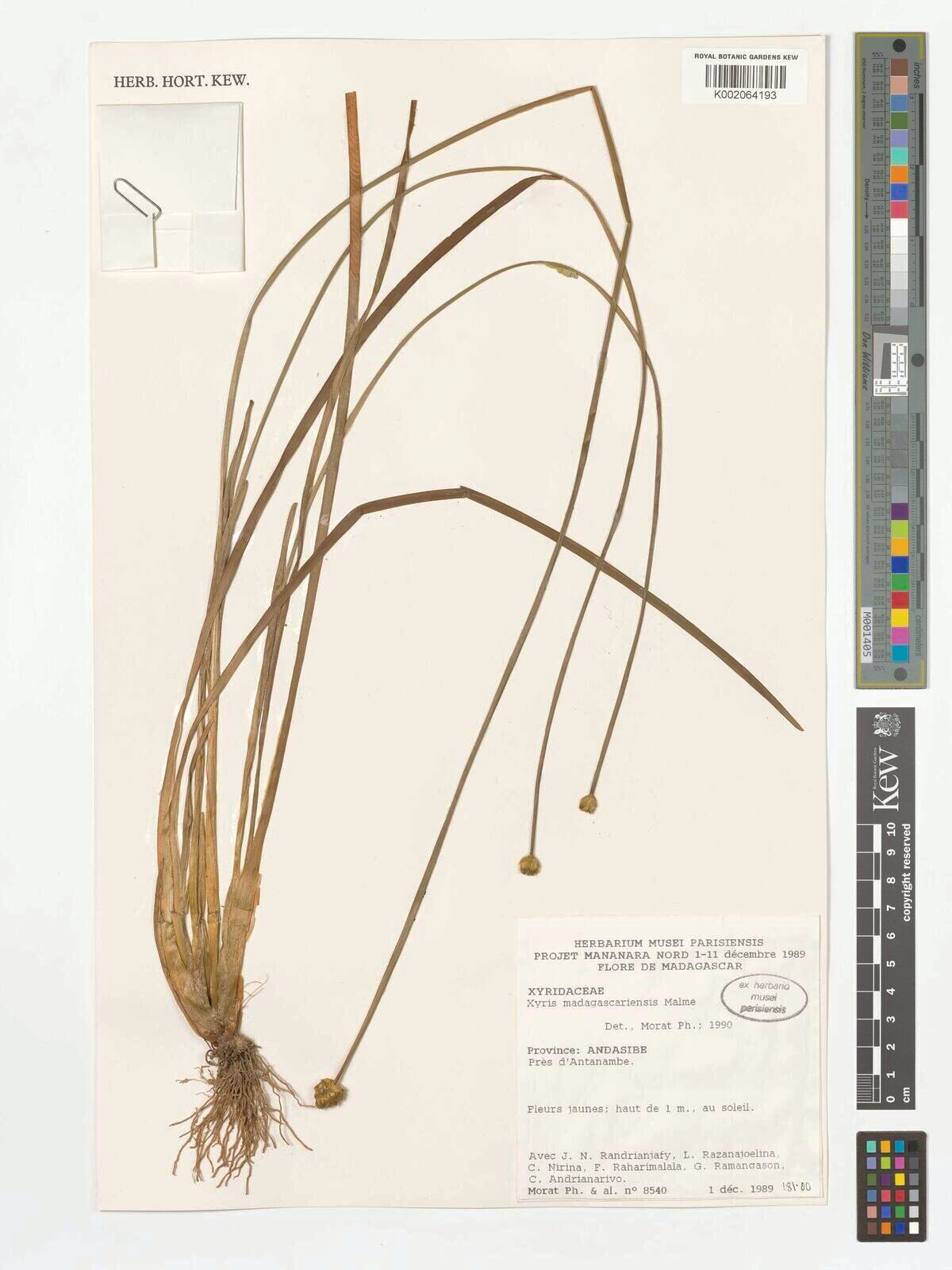 Xyris madagascariensis — search result for 'Xyris'