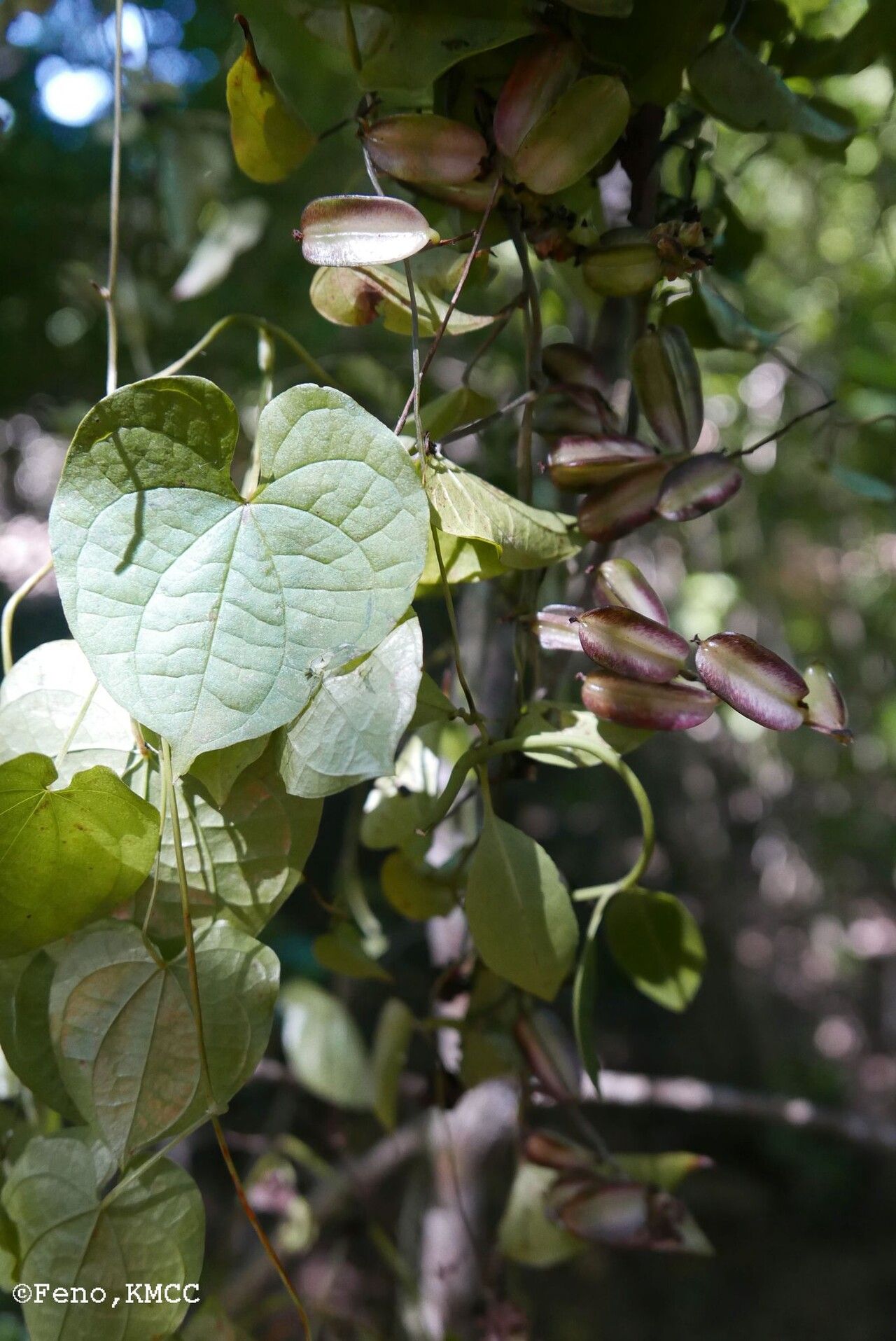 Dioscorea orangeana — houseplant care guide