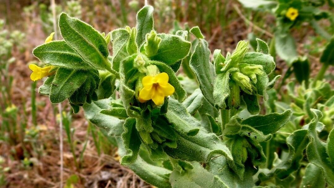 Alkanna orientalis flower