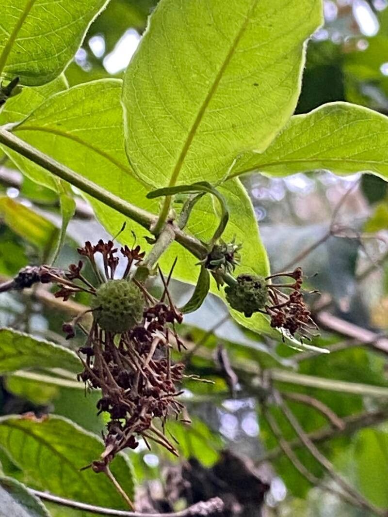 Uncaria guianensis — houseplant care guide