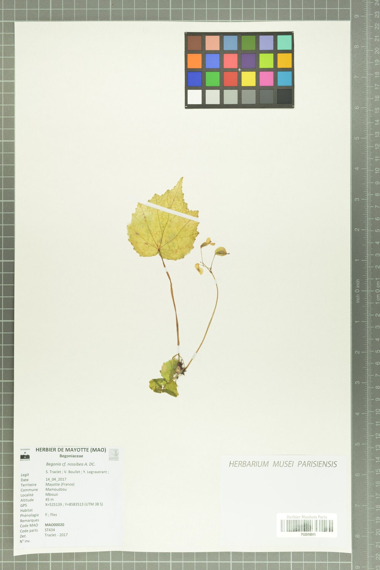 Begonia nossibea — houseplant care guide