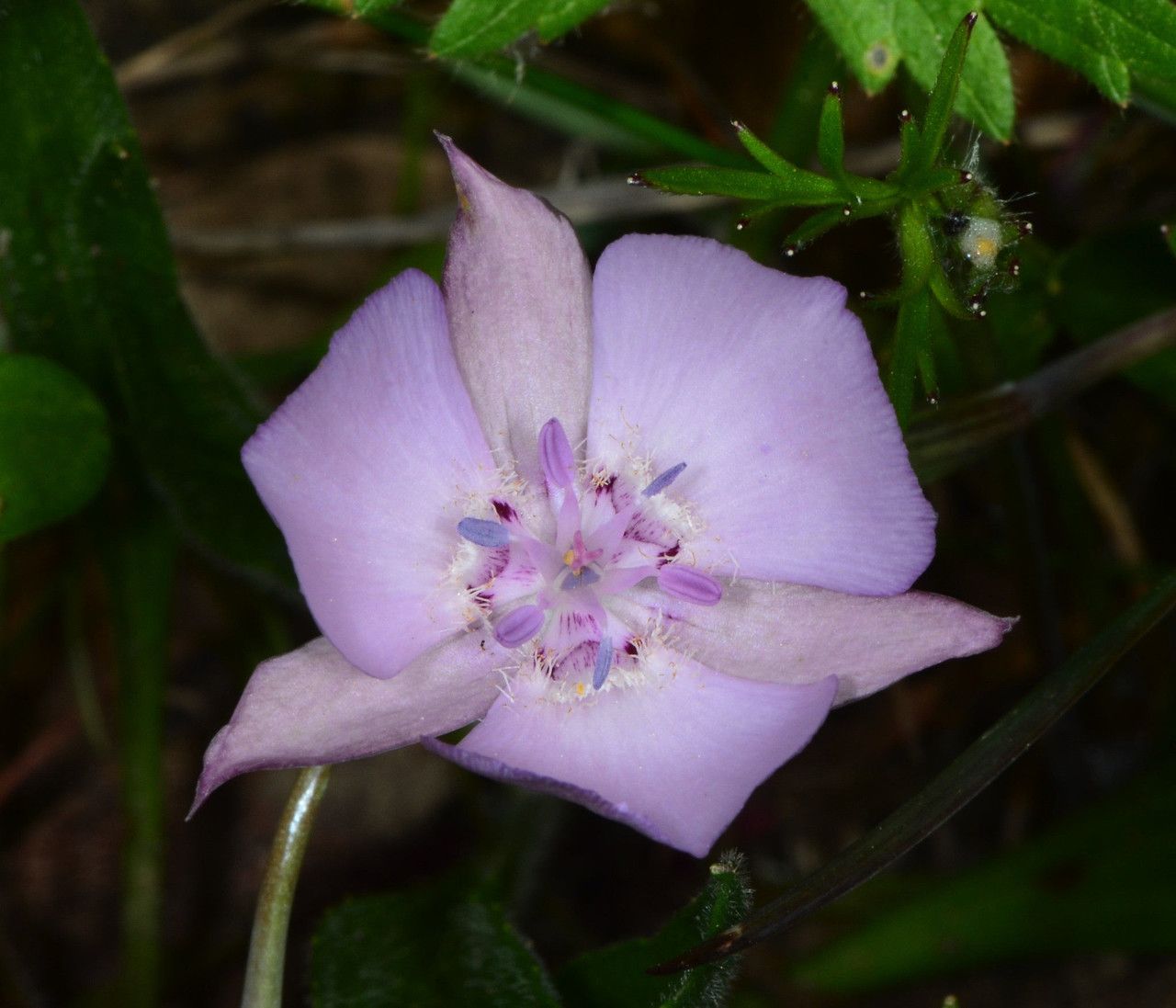 Calochortus umbellatus — houseplant care guide