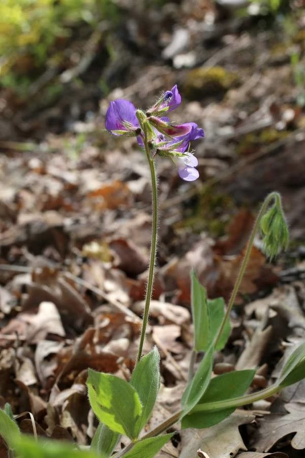 Lathyrus laxiflorus habit
