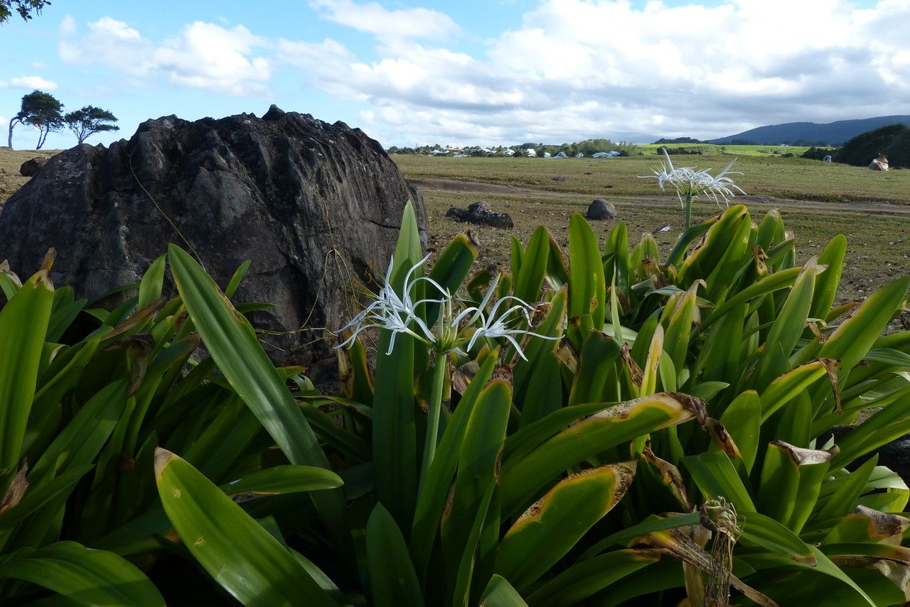 Hymenocallis caribaea habit