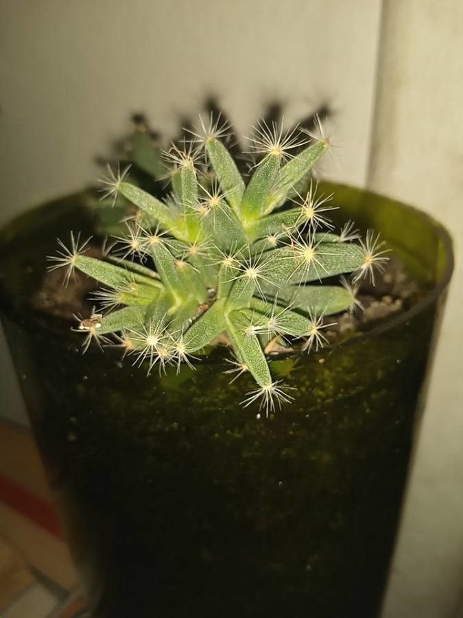 Trichodiadema densum — search result for 'Aizoaceae'