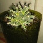 Trichodiadema densum