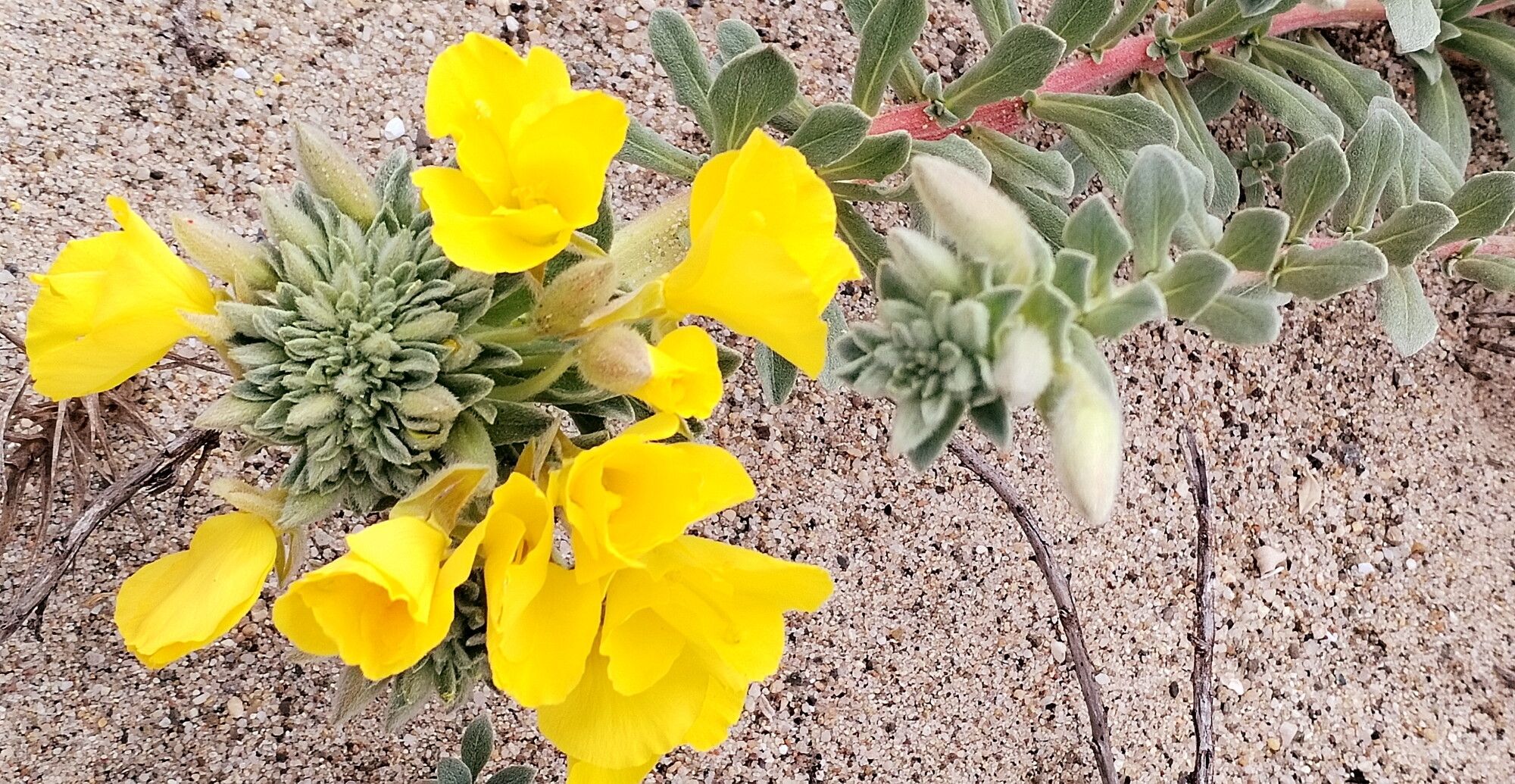 Camissoniopsis cheiranthifolia flower