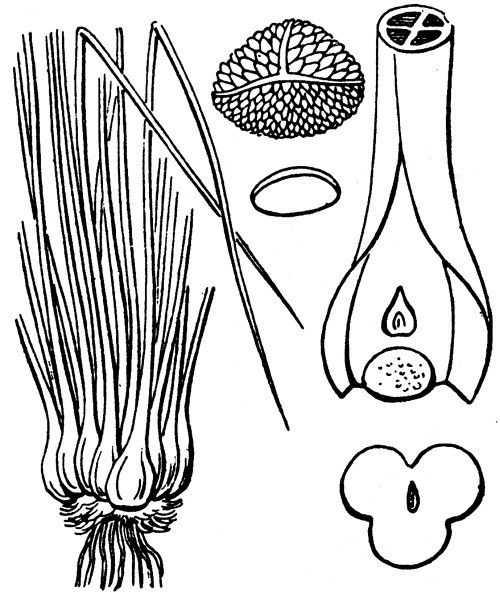 Isoetes boryana other