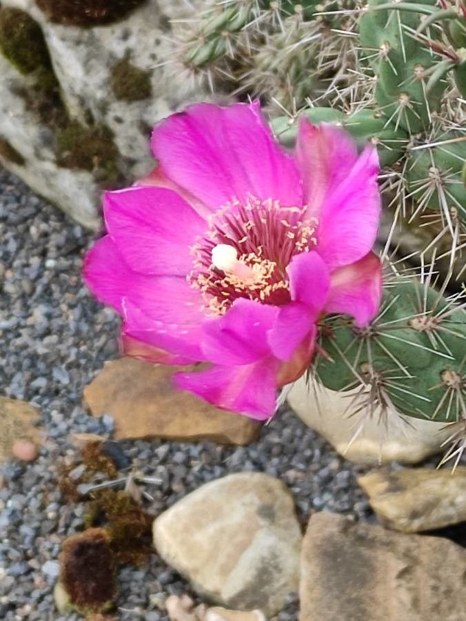 Echinocereus engelmannii flower