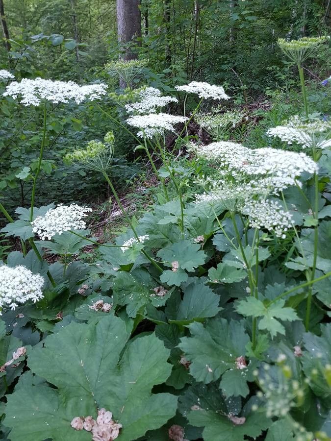 Heracleum alpinum flower