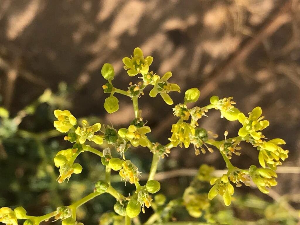 Haplophyllum tuberculatum flower