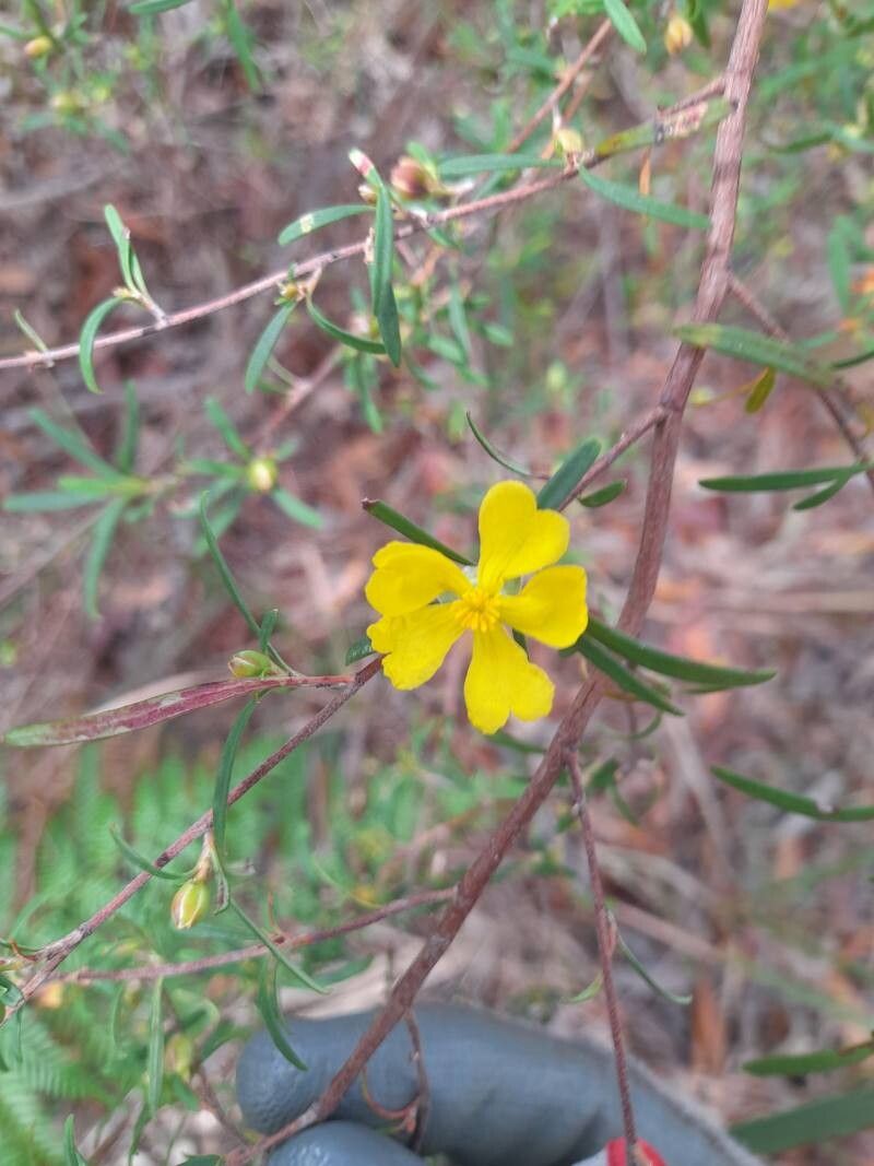 Hibbertia stricta leaf