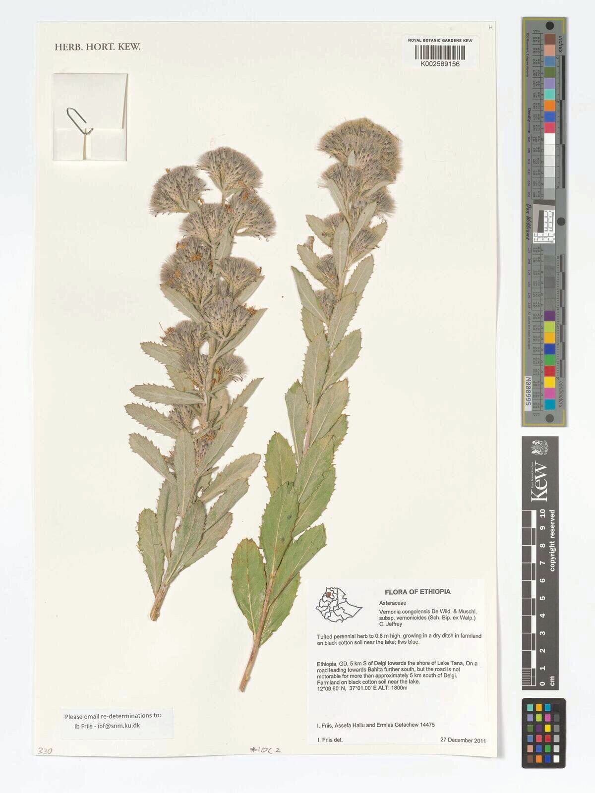 Vernonia congolensis — houseplant care guide