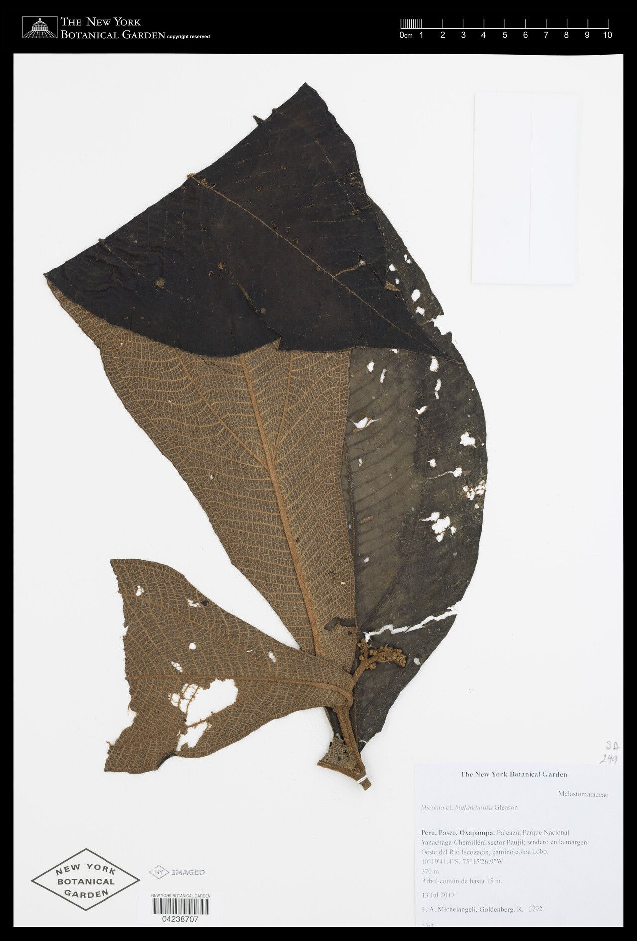 Miconia biglandulosa leaf