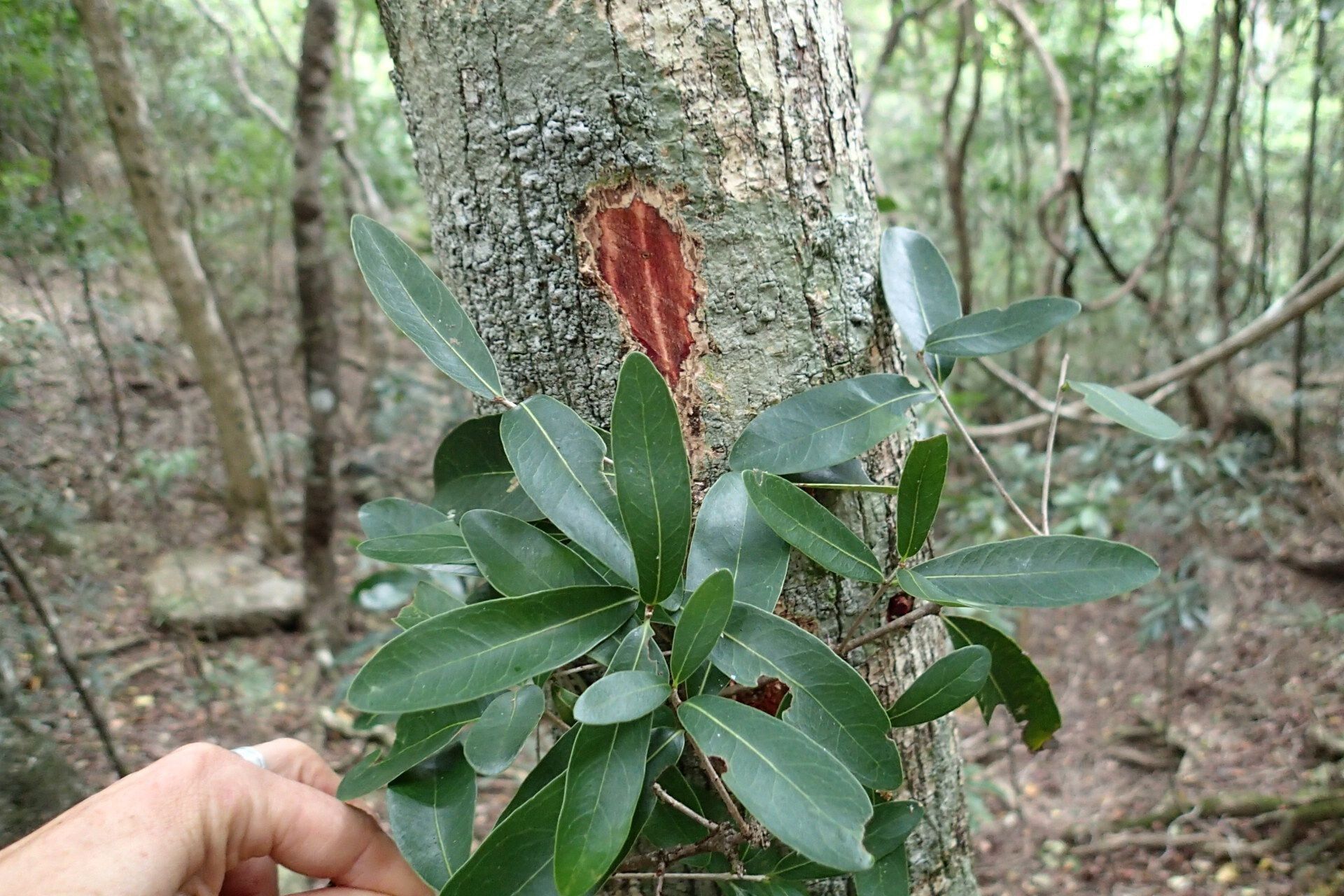 Pycnandra filipes leaf