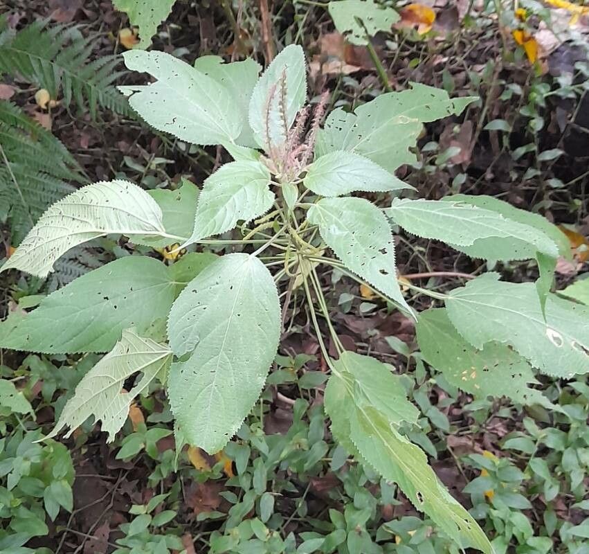 Acalypha communis habit