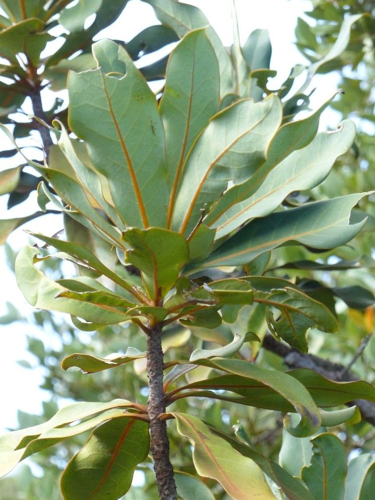 Litsea ripidion leaf