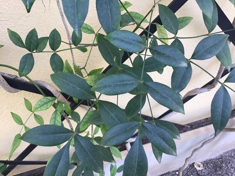 Pandorea jasminoides leaf