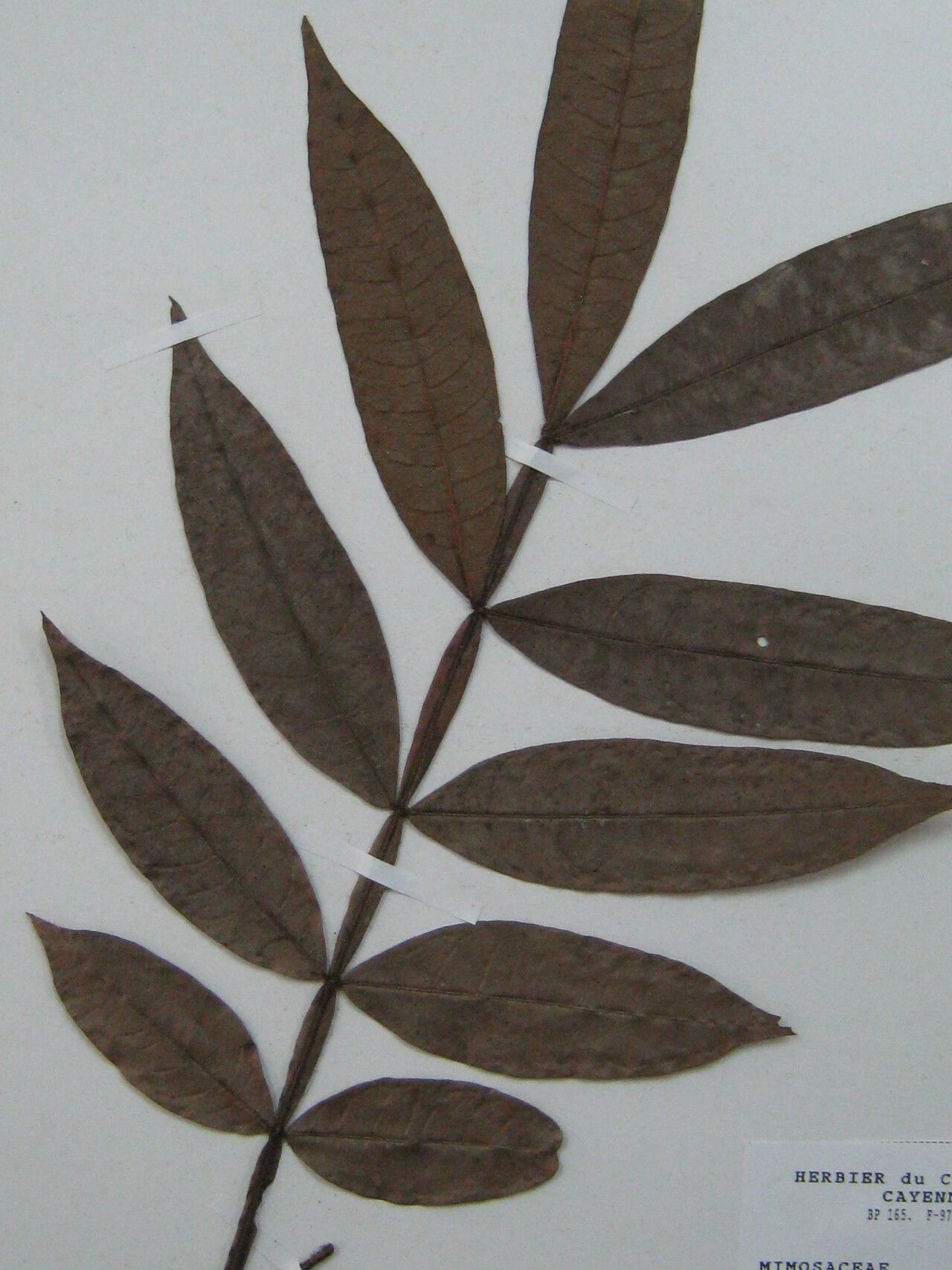 Inga longiflora other