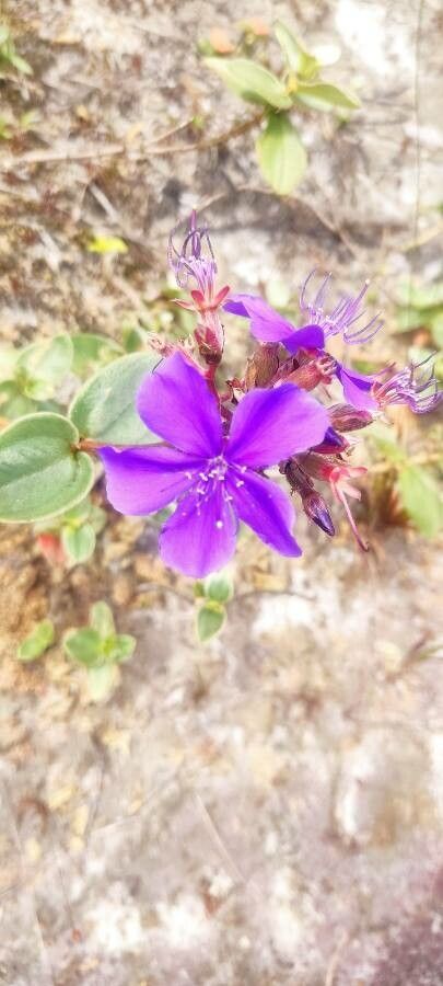 Tibouchina stenocarpa flower