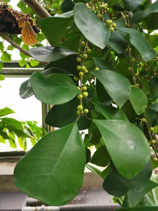 Ficus natalensis flower