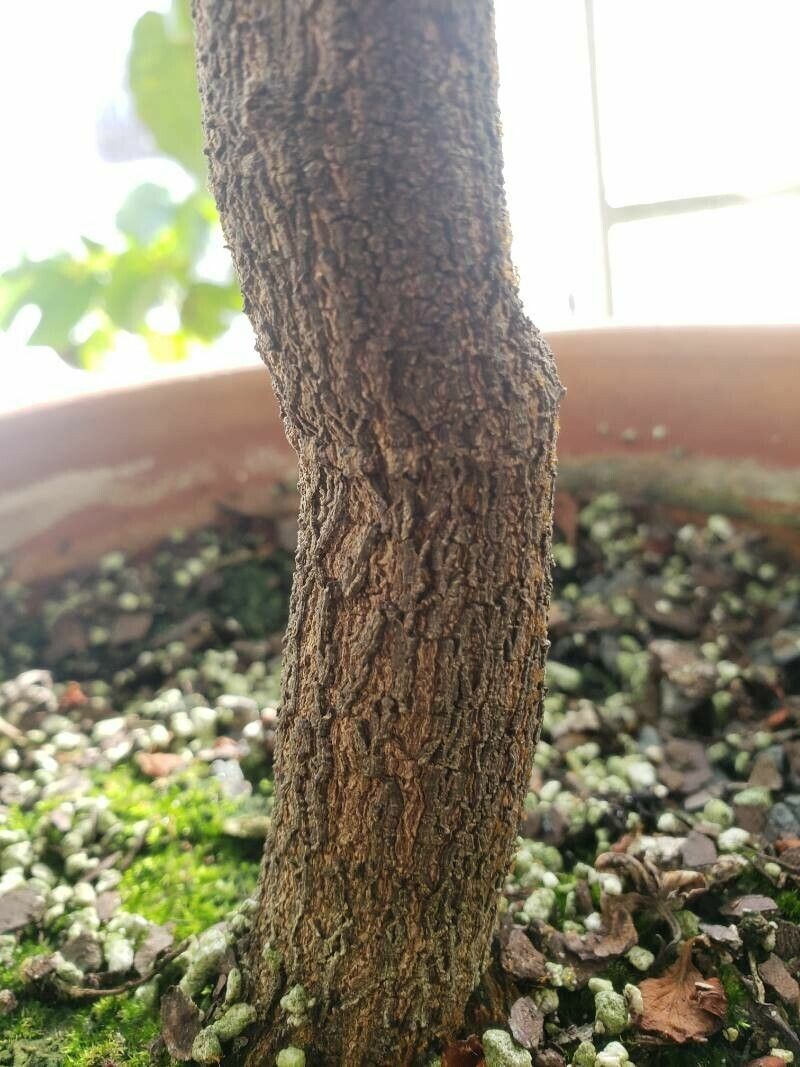 Phanera bidentata bark