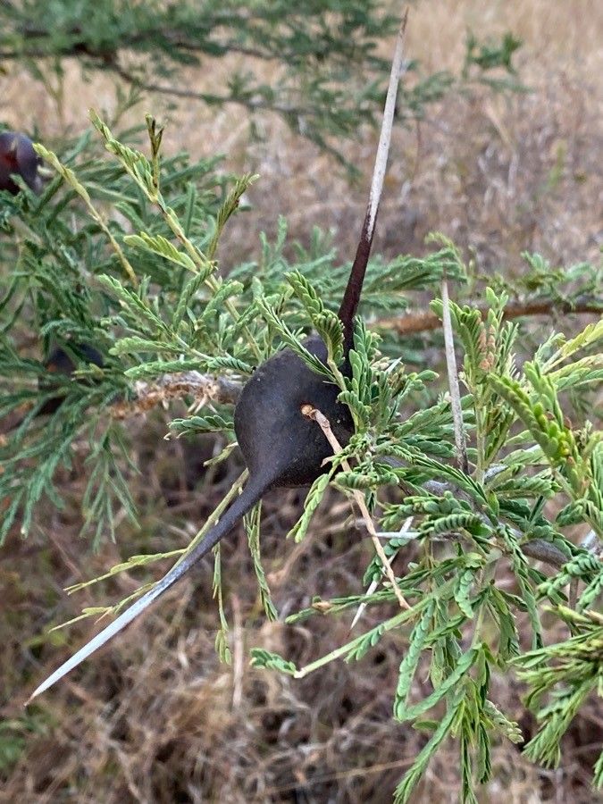 Acacia drepanolobium bark