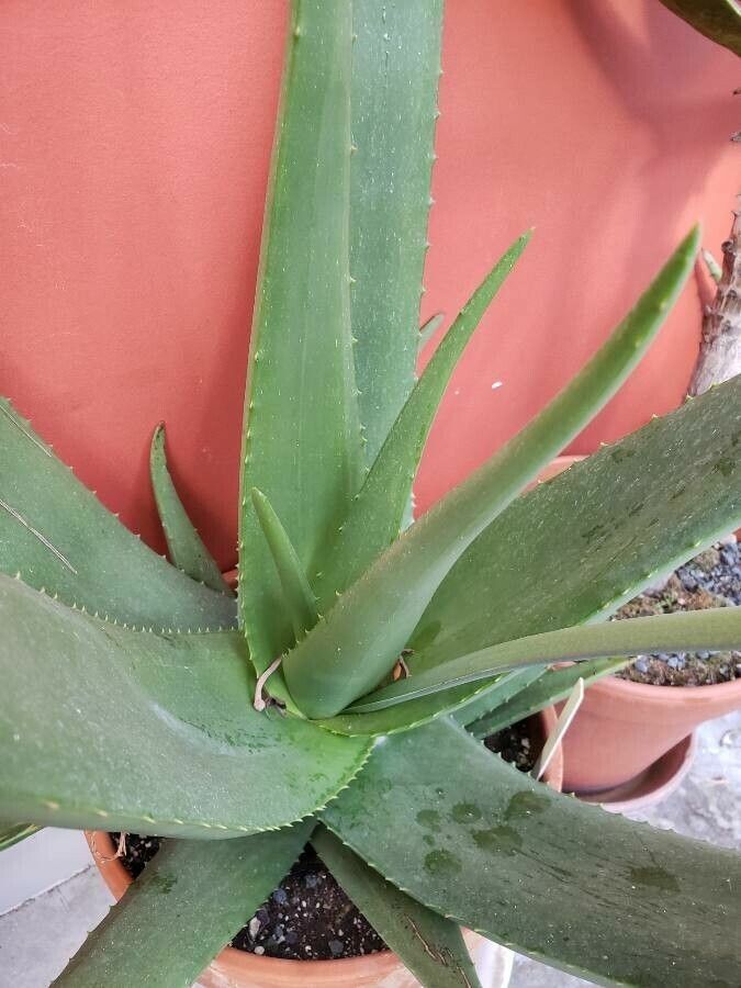 Aloe sheilae — houseplant care guide
