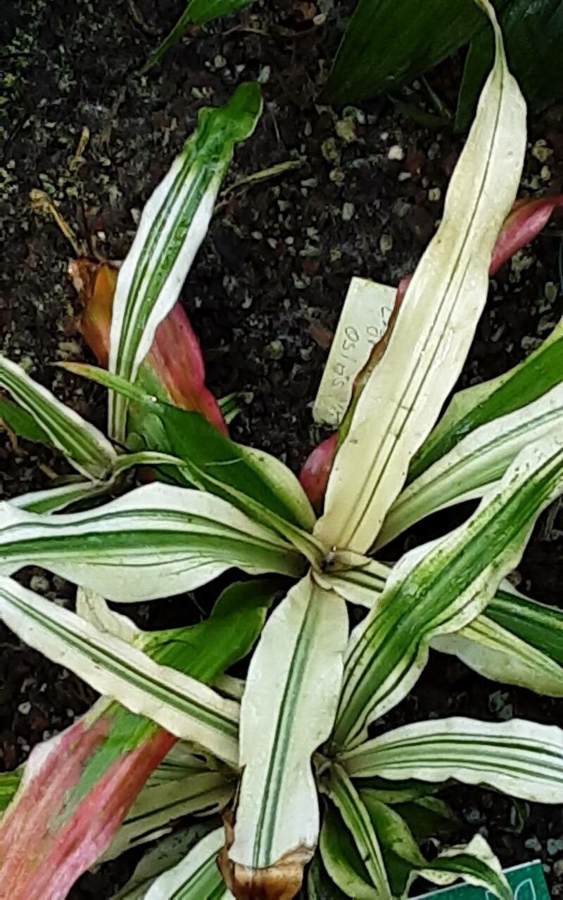 Cryptanthus osiris — houseplant care guide
