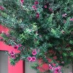 Leptospermum scoparium