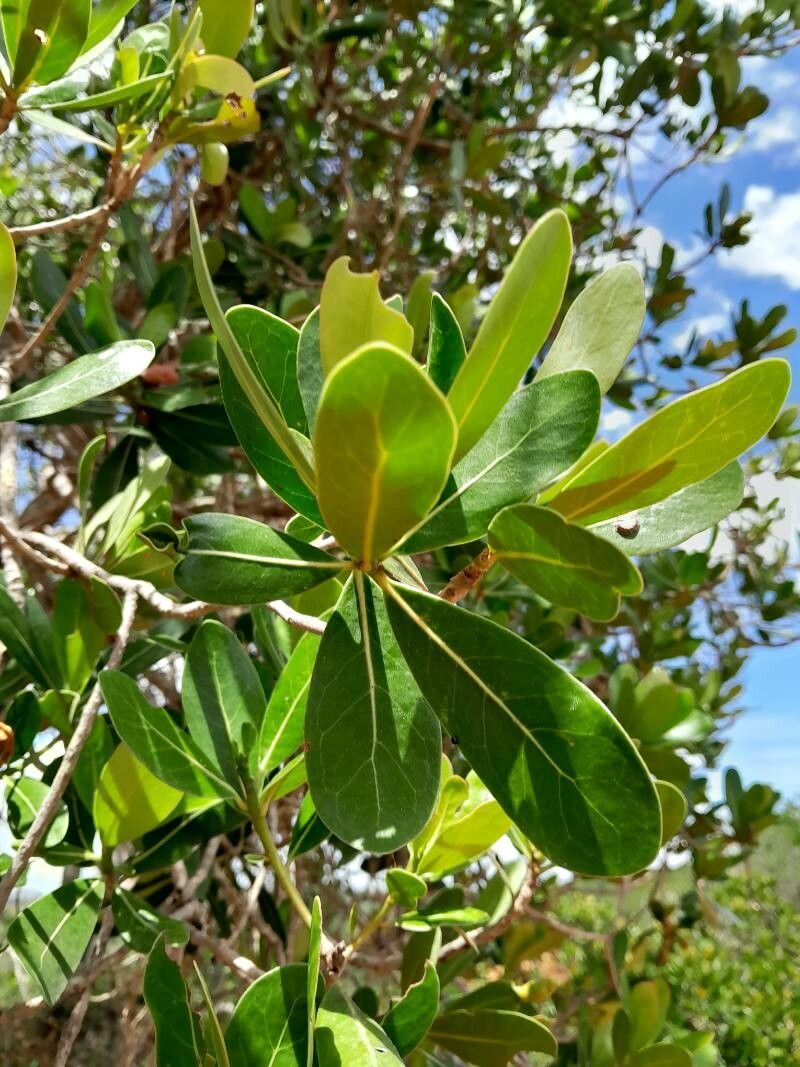 Uapaca bojeri — houseplant care guide