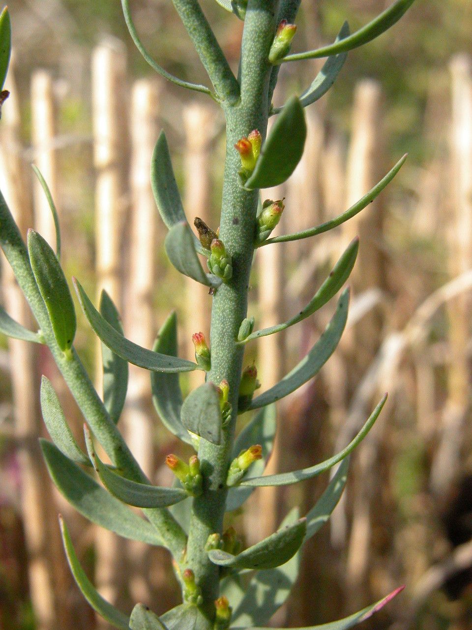 Thymelaea passerina flower