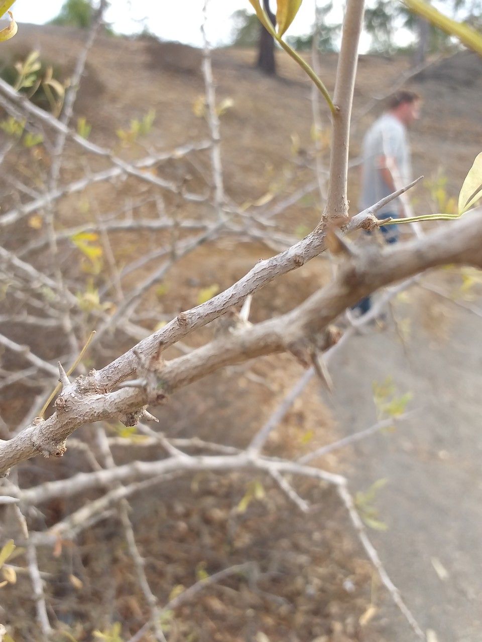 Searsia pentaphylla bark