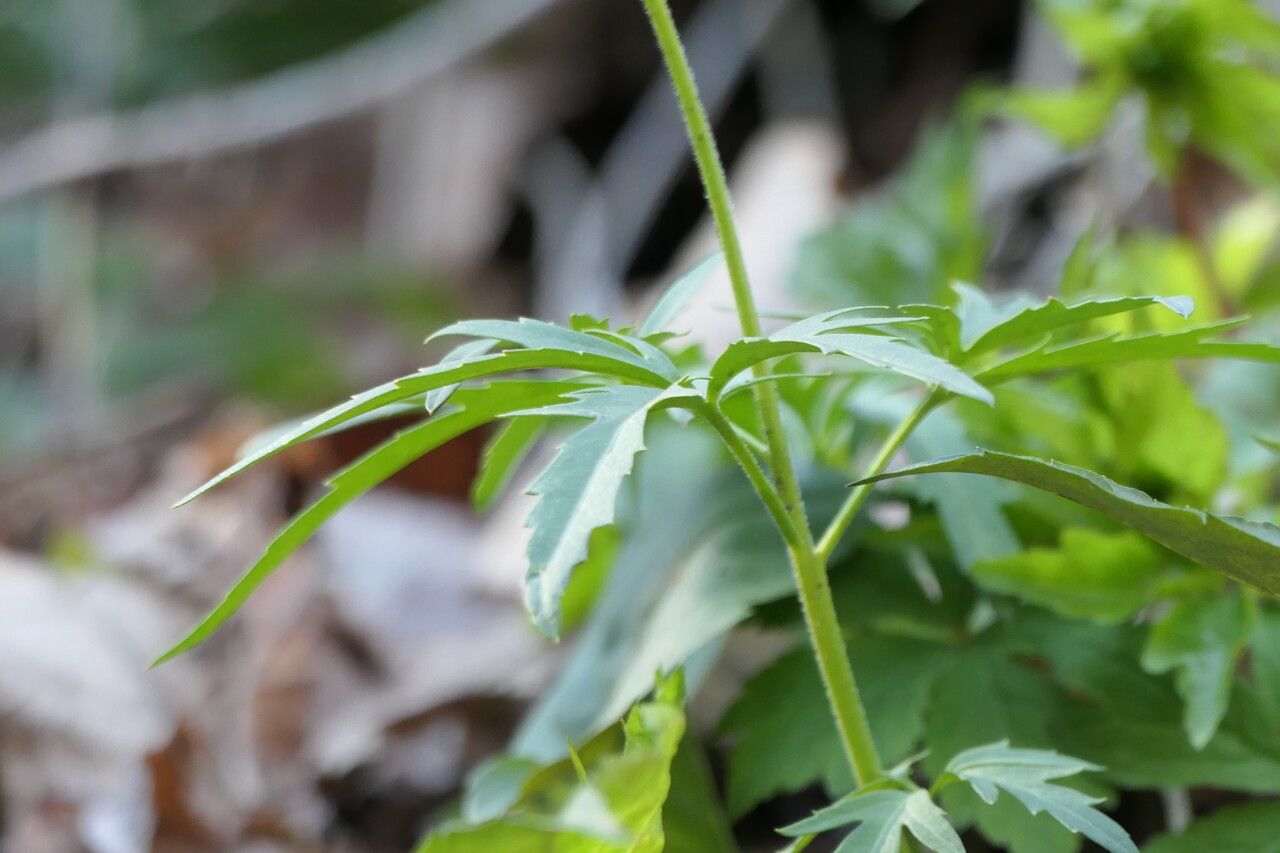 Cardamine concatenata bark