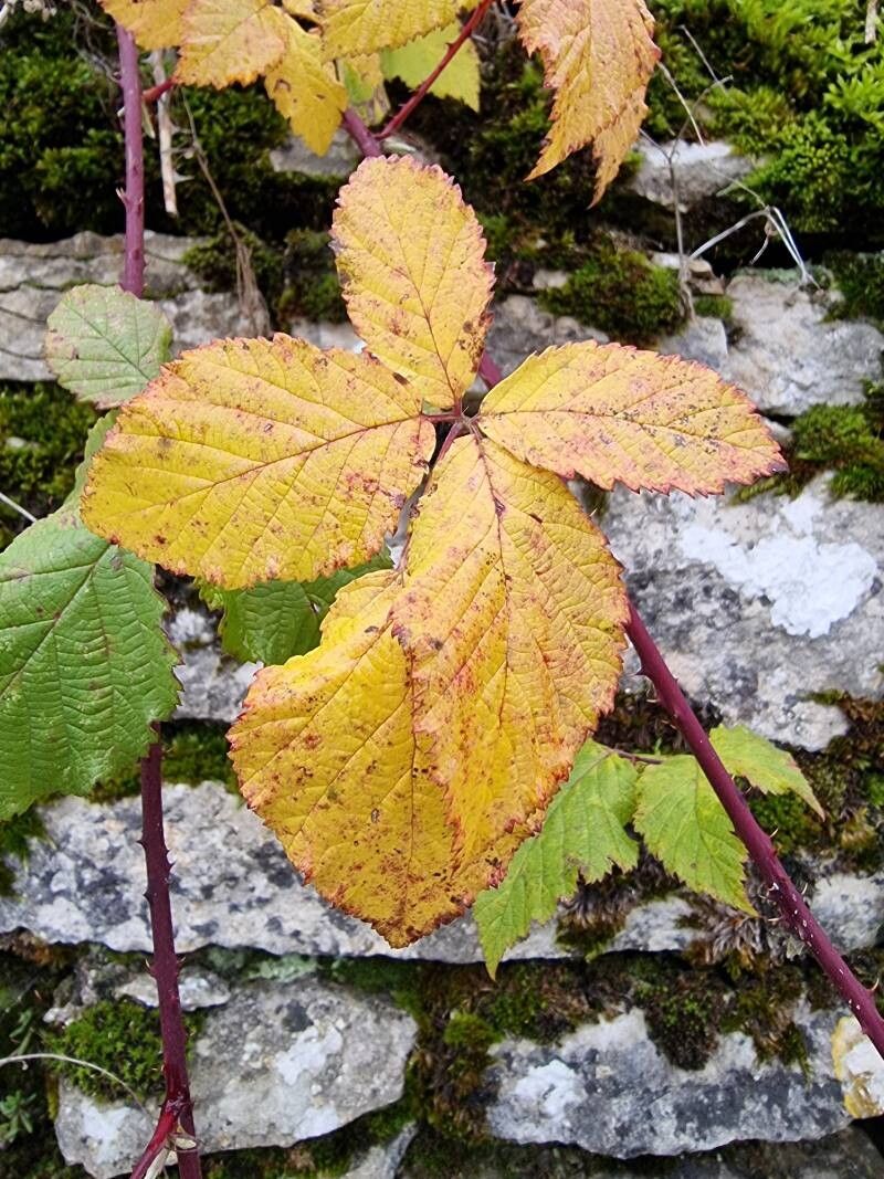 Rubus spina-curva leaf