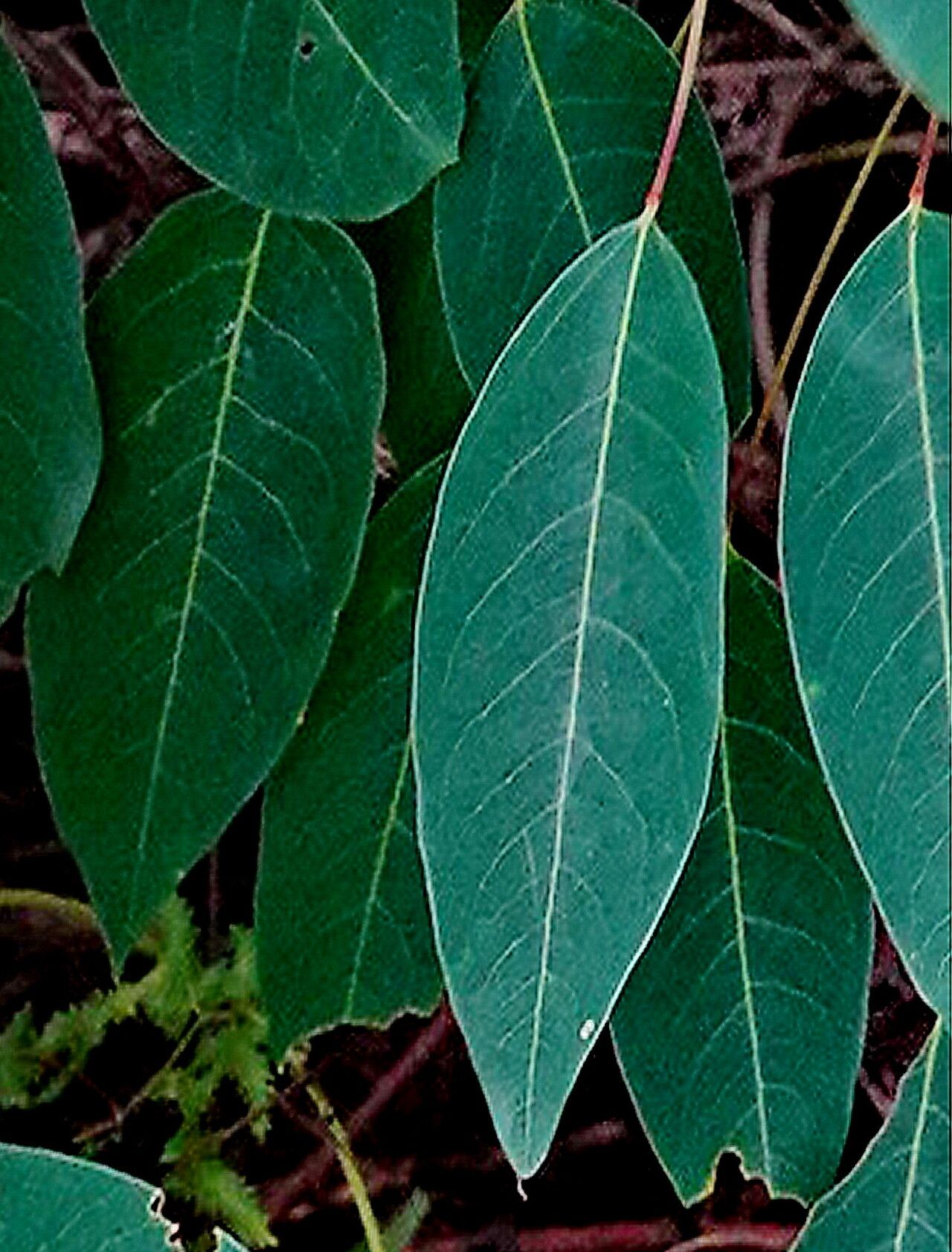 Triadica cochinchinensis