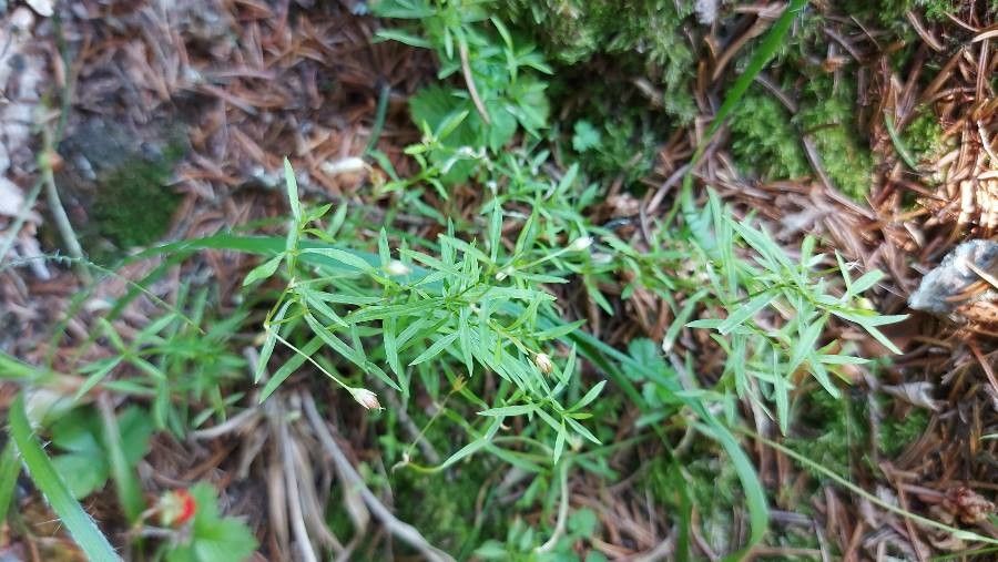 Stellaria longifolia — search result for 'Stellaria'