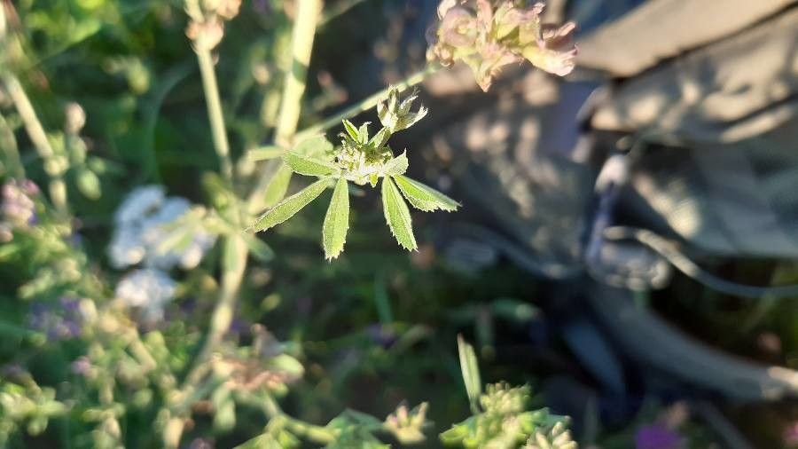 Medicago × varia — search result for 'United Kingdom'