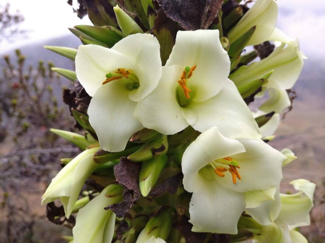 Puya venezuelana flower
