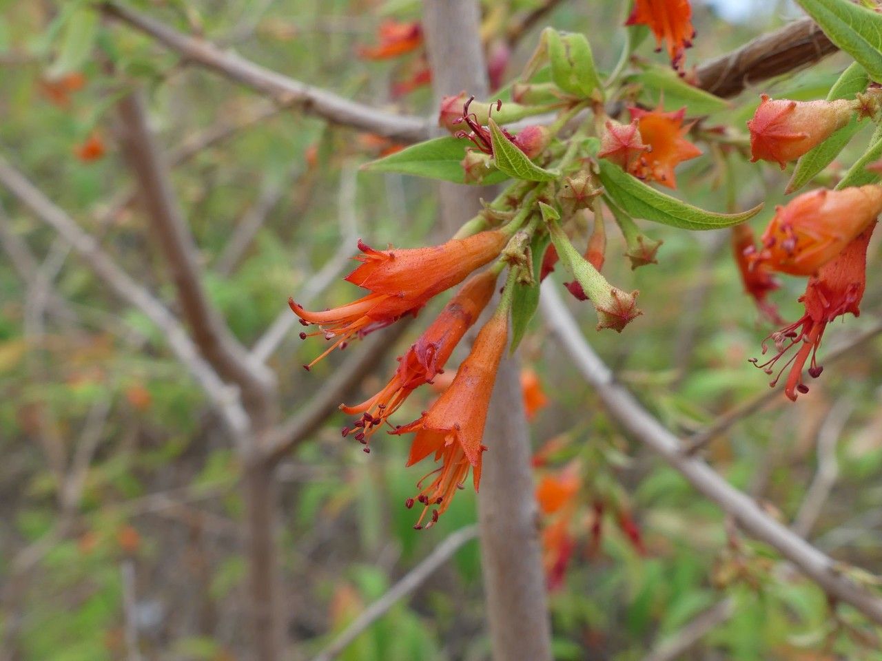 Woodfordia fruticosa flower