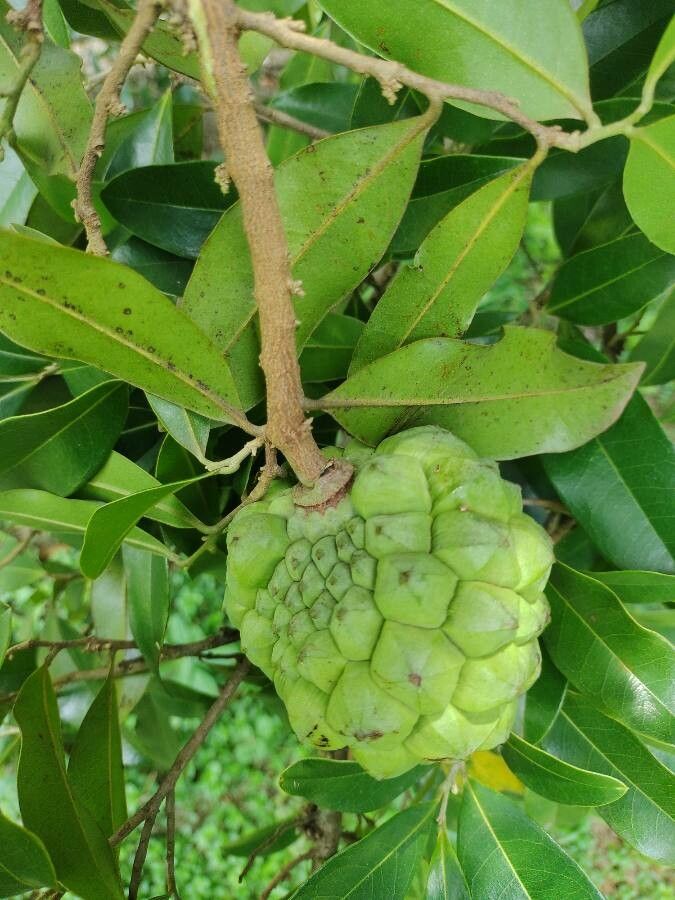 Duguetia lanceolata fruit