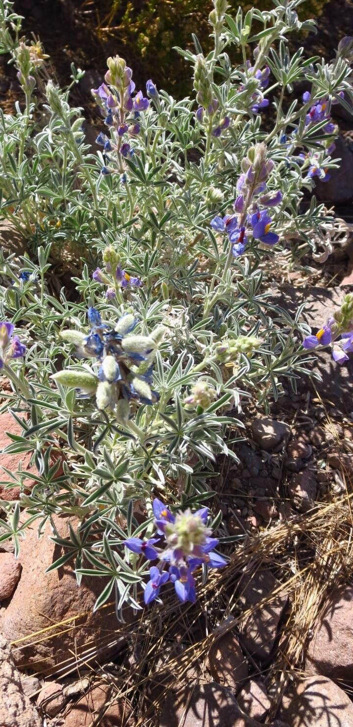Lupinus altimontanus — search result for 'Lupinus'