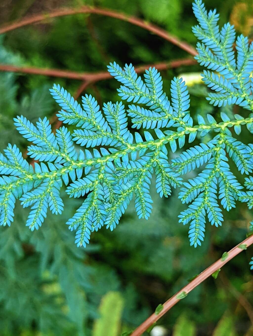 Selaginella willdenowii