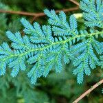 Selaginella willdenowii