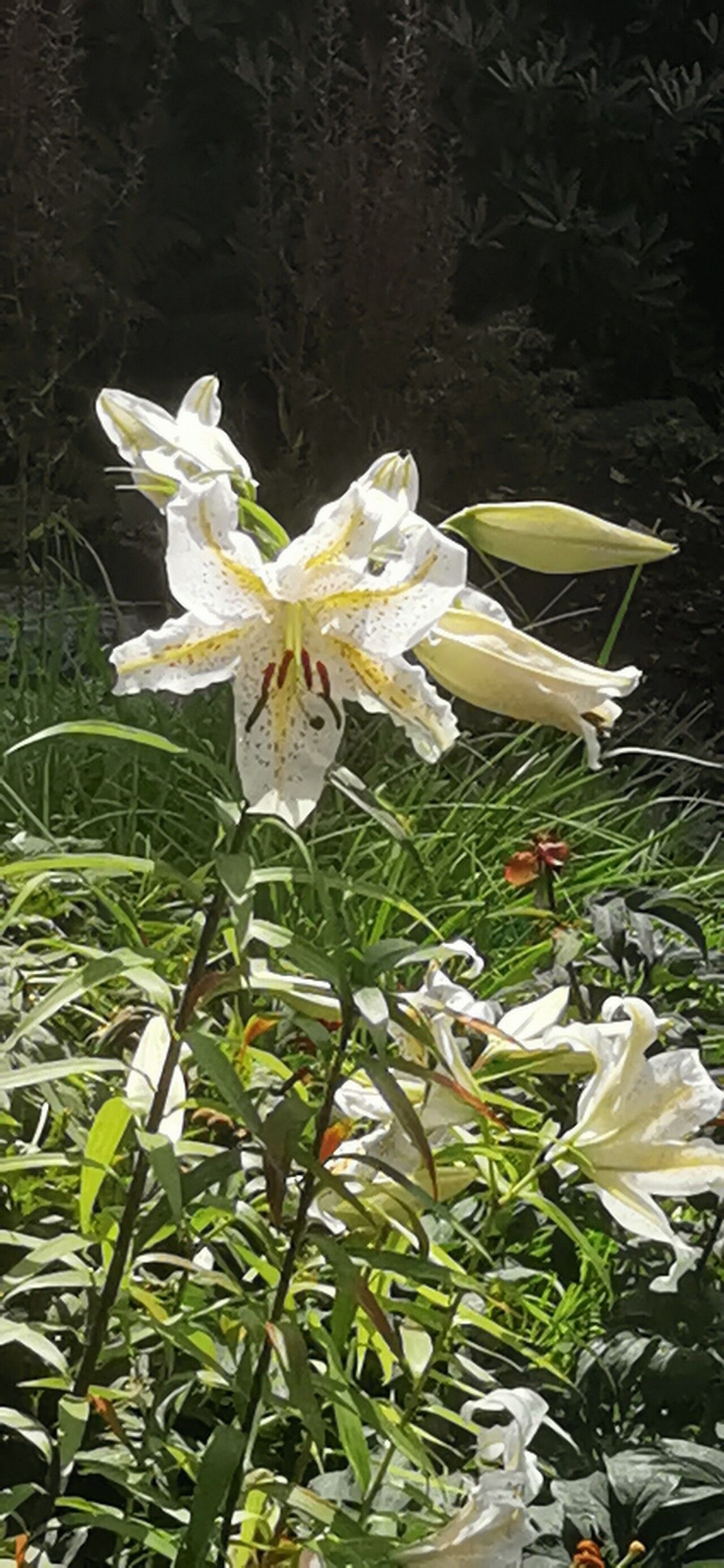Lilium auratum flower