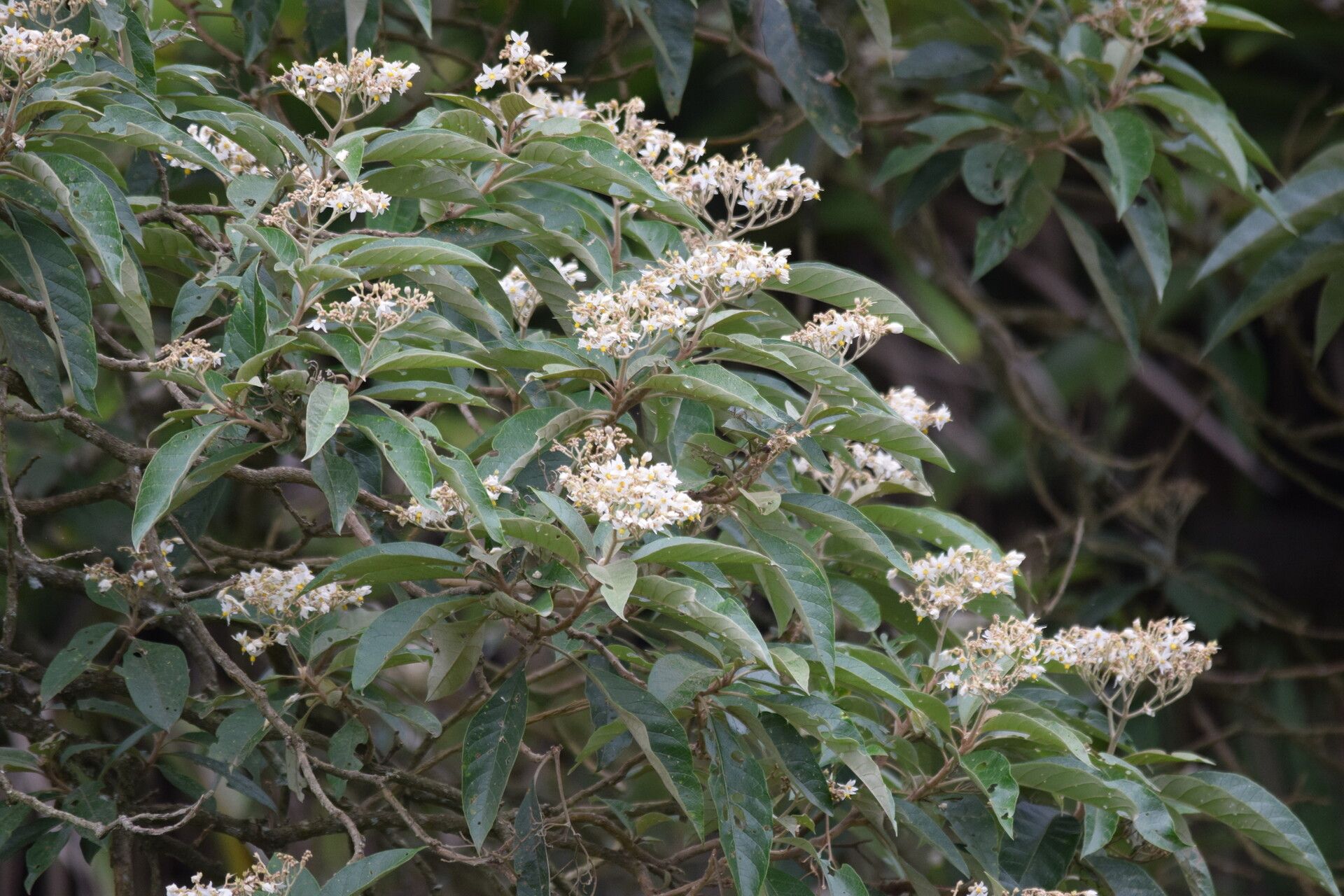 Solanum bullatum — houseplant care guide